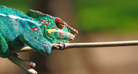Caméléon